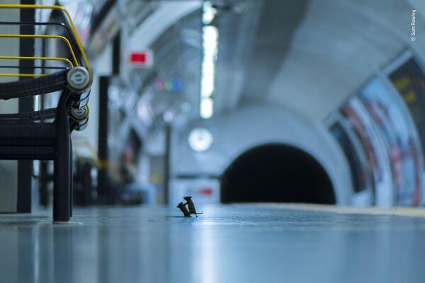 Ảnh đàn chuột đánh nhau tại ga tàu điện ngầm có tên là Station squabble (Tranh cãi trên ga) của nhiếp ảnh gia Anh Sam Rowley, lọt vào shortlist của LUMIX People Choice Award - Sputnik Việt Nam