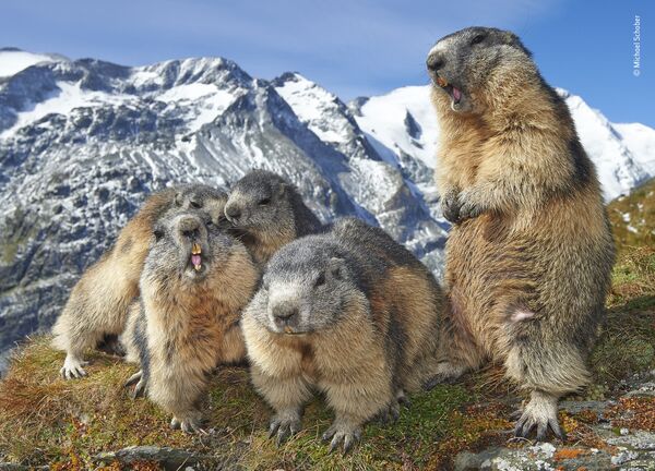 Bức ảnh chụp đàn sóc Marmota mang tên Family get-together (Gia đình thân thiết) của nhiếp ảnh gia Áo Michael Schober, lọt vào shortlist của LUMIX People Choice Award - Sputnik Việt Nam