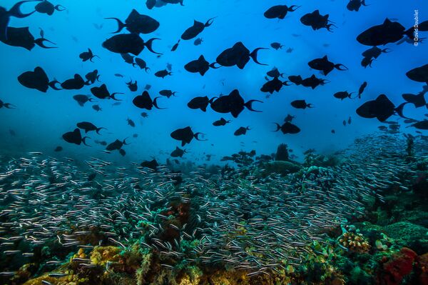 Bức ảnh A pulsing sea (Biển xung) chụp đàn cá của nhiếp ảnh gia Mỹ David Doubilet, lọt vào shortlist của LUMIX People Choice Award - Sputnik Việt Nam