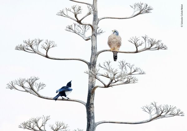The unwelcome visitor (Vị khách không mời): Hình ảnh của con chim trên cây khô, nhiếp ảnh gia Tây Ban Nha Salvador Colvée Nebot, lọt vào shortlist của LUMIX People Choice Award - Sputnik Việt Nam