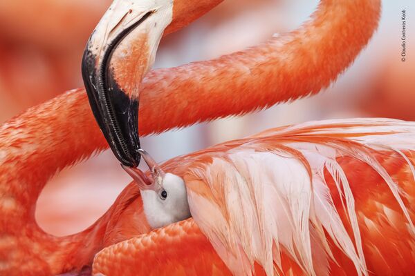 Ảnh chim hồng hạc cho con ăn Beak to beak (Mỏ kề mỏ) của nhiếp ảnh gia Mexico Caludio Contreras Koob, trong danh sách rút gọn của LUMIX People Choice Award - Sputnik Việt Nam