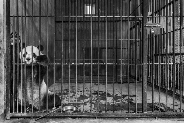 Ảnh gấu trúc trong chuồng có tên Captive (Cầm tù) của nhiếp ảnh gia Thụy Điển Marcus Westberg, lọt vào shortlist của LUMIX People Choice Award - Sputnik Việt Nam