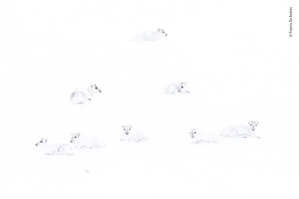 Ảnh con tuần lộc trắng trong tuyết có tên Spot the reindeer ( Hãy tìm tuần lộc) của nhiếp ảnh gia Tây Ban Nha Francis De Andres, lọt vào shortlist của LUMIX People Choice Award - Sputnik Việt Nam