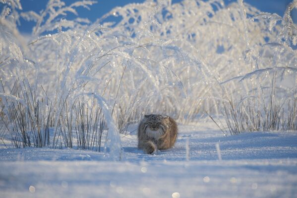Bức ảnh mèo manul Winter's tale (Chuyện cổ tích mùa đông) của nhiếp ảnh gia Nga Valeriy Maleev, lọt vào danh sách rút gọn của LUMIX People Choice Award - Sputnik Việt Nam