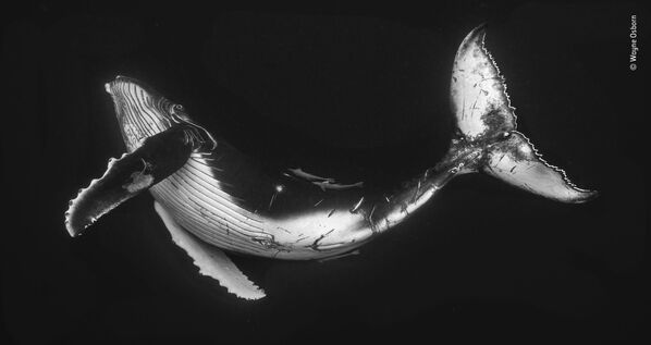 Ảnh con cá voi lưng gù tên là The humpback calf (Con bê lưng gù) của nhiếp ảnh gia Úc Wayne Osborn, lọt vào shortlist của LUMIX People Choice Award - Sputnik Việt Nam