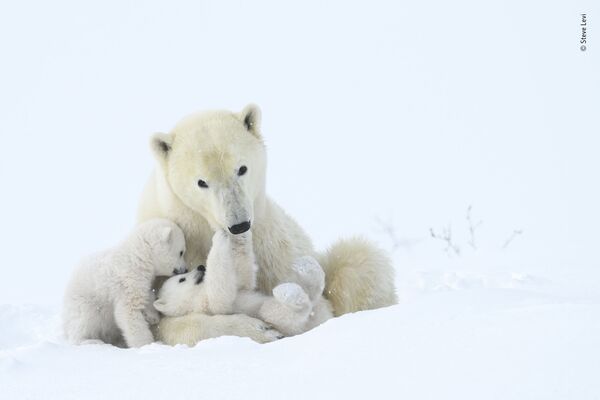 Ảnh gấu trắng Bắc cực với đàn con được gọi là Tender play (Trò chơi nhẹ nhàng) của nhiếp ảnh gia Mỹ Steve Levi, lọt vào danh sách rút gọn của LUMIX People Choice Award - Sputnik Việt Nam