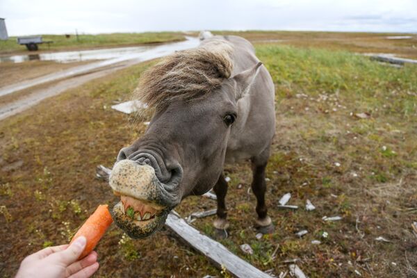 Ngựa hoang gần làng Kashkarantsy quận Tersky ở vùng Murmansk - Sputnik Việt Nam