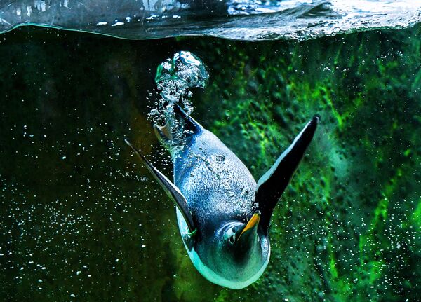 Chim cánh cụt trong Vườn thú Matxcơva  - Sputnik Việt Nam