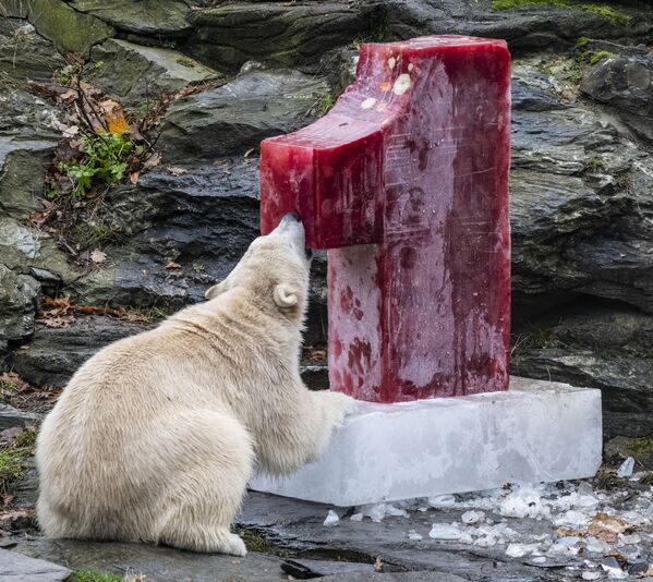 Gấu trắng Hertha, gặm kem đá trái cây được tặng trong ngày sinh nhật của nó tại Sở thú Berlin - Sputnik Việt Nam