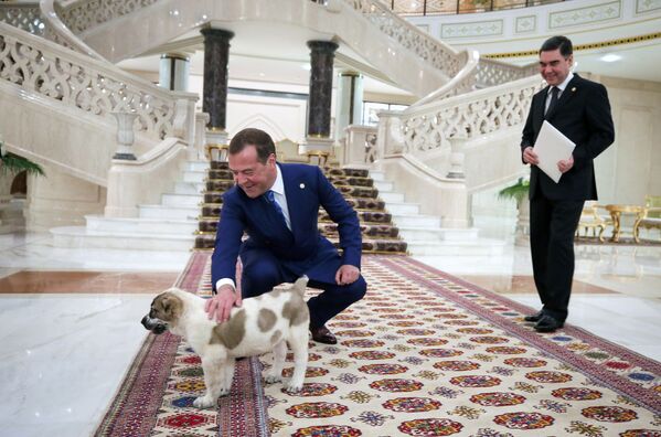 Thủ tướng Nga Dmitry Medvedev cùng với chú chó chăn cừu Trung Á (Alabai) do Tổng thống Turkmenistan tặng - Sputnik Việt Nam