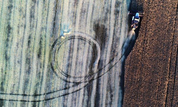 Máy gặt đập trong vụ thu hoạch hạt cải dầu ở vùng Krasnoyarsk - Sputnik Việt Nam