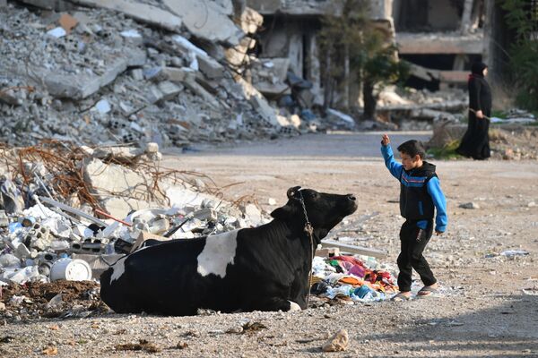 Cậu bé chơi với con bò trong sân nhà của mình ở ngoại ô Damascus ở Harast - Sputnik Việt Nam