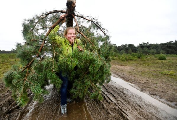 Người phụ nữ với cây thông giáng sinh miễn phí tại Vườn quốc gia Hoge Veluwe, Hà Lan - Sputnik Việt Nam