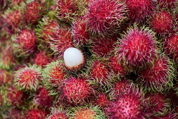 Thận trọng, có chất độc! Những món ăn truyền thống nguy hiểm nhất của các nước trên thế giới Thận trọng, có chất độc! Những món ăn truyền thống nguy hiểm nhất của các nước trên thế giới - Sputnik Việt Nam