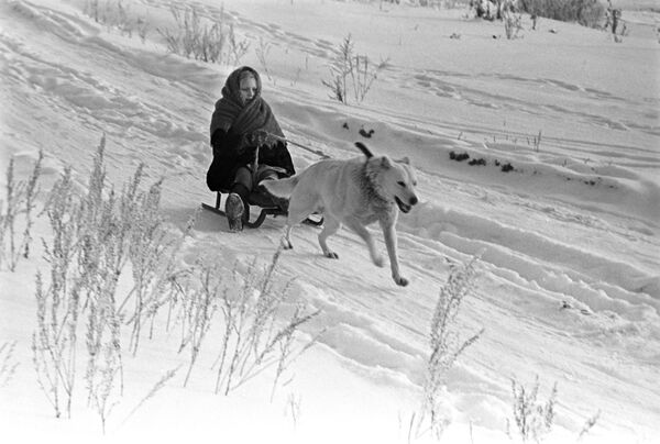 Chú chó kéo cô bé trên chiếc xe trượt tuyết, năm 1971 - Sputnik Việt Nam