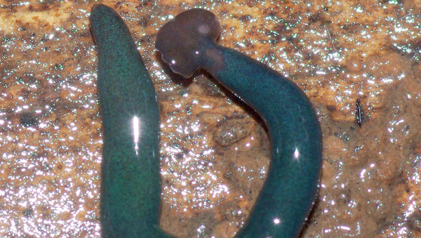Этот червь, найденный во Франции, изначально обитал на острове Майотта в Индийском океане - Sputnik Việt Nam
