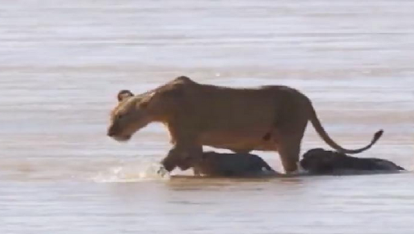 Sư tử mẹ giúp đàn con vượt qua dòng sông đầy cá sấu. - Sputnik Việt Nam