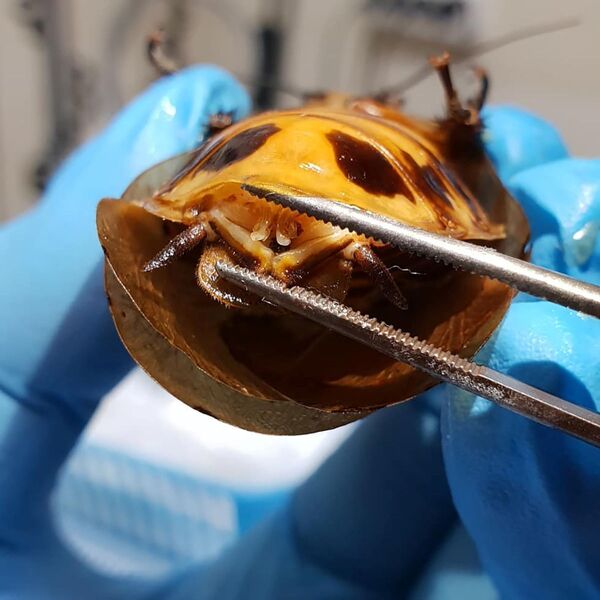 Con gián được mổ đẻ tại phòng khám thú y ở Krasnoyarsk - Sputnik Việt Nam