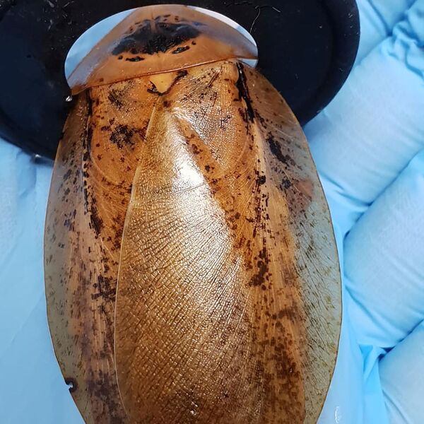 Con gián được mổ đẻ tại phòng khám thú y ở Krasnoyarsk - Sputnik Việt Nam
