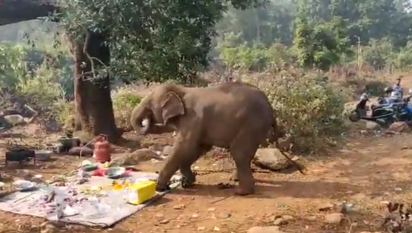 Con voi chạy tới chỗ đang tổ chức dã ngoại, đuổi hết mọi người và chén sạch đồ ăn - Sputnik Việt Nam