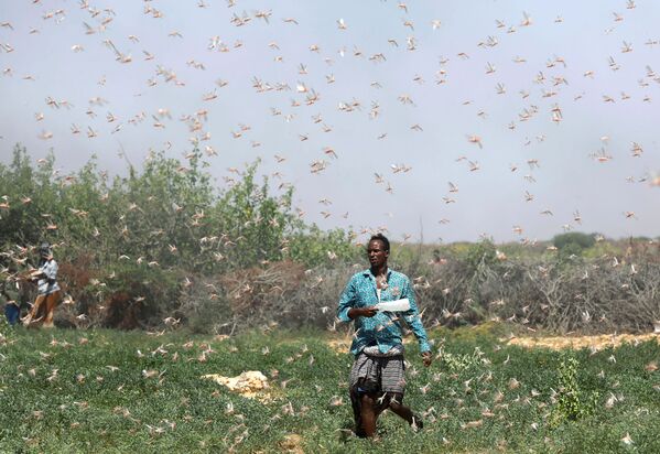 Nông dân Somalia trong cuộc xâm lăng châu chấu gần thị trấn Dusamareb - Sputnik Việt Nam