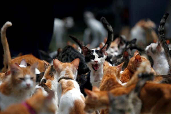 Con mèo ăn trưa tại trại nuôi dưỡng mèo ở Indonesia - Sputnik Việt Nam