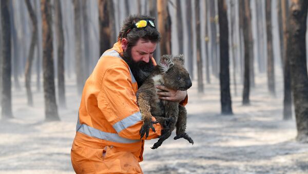 Nhân viên cứu hỏa Úc với chú gấu túi được giải cứu - Sputnik Việt Nam