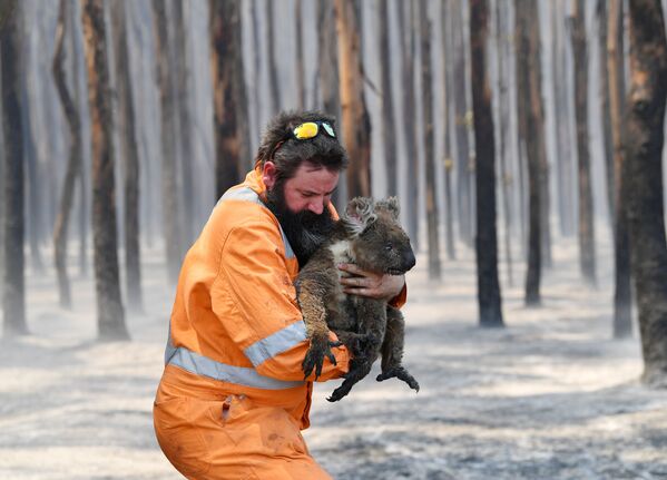 Nhân viên cứu hỏa Úc với chú gấu túi được giải cứu - Sputnik Việt Nam