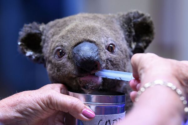 Chú gấu túi được giải cứu trong quá trình chữa trị tại bệnh viện ở thành phố Port Macquarie, Úc - Sputnik Việt Nam