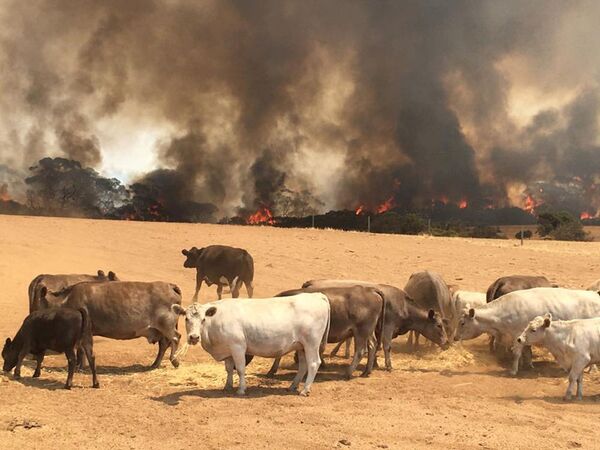 Đàn bò trên đồng cỏ trong đám cháy ở đảo Kangaroo, Úc - Sputnik Việt Nam