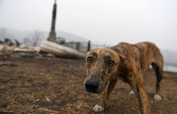 Con chó tại địa điểm ngôi nhà bị cháy ở Úc - Sputnik Việt Nam