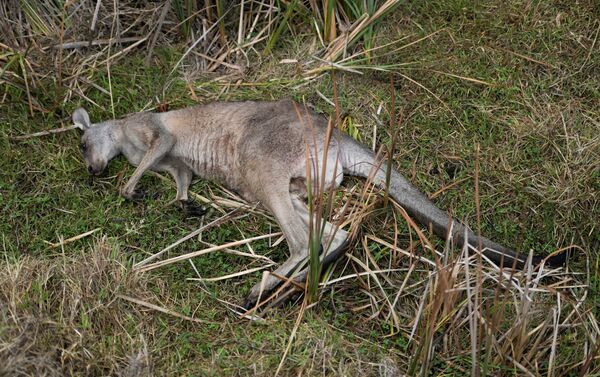 Kangaroo chết trong vụ cháy rừng ở Úc - Sputnik Việt Nam