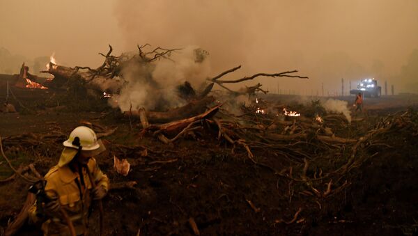 Đập lửa trong đám cháy rừng ở Úc - Sputnik Việt Nam