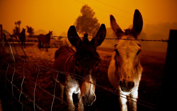 Động vật trong vụ cháy rừng ở Úc - Sputnik Việt Nam