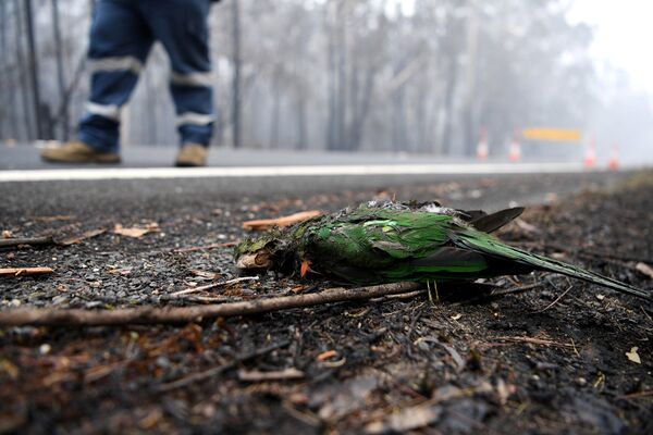 Con vẹt chết trong vụ cháy rừng ở Úc - Sputnik Việt Nam