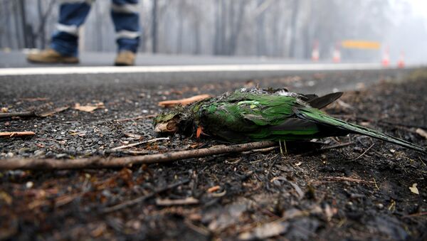 Con vẹt chết trong vụ cháy rừng ở Úc - Sputnik Việt Nam