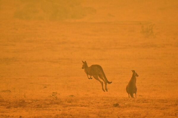 Con Kangaroo trong vụ cháy rừng ở Úc - Sputnik Việt Nam