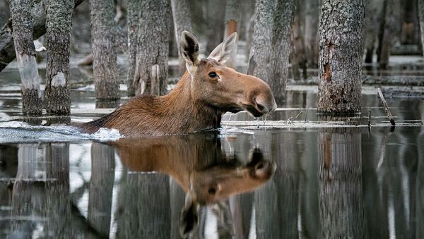 Bức ảnh «Bơi giữa rừng xanh» của nhiếp ảnh gia Dmitry Vilyunov, người chiến thắng trong cuộc thi «Thiên nhiên hoang dã của nước Nga» do National Geographic phát động. - Sputnik Việt Nam