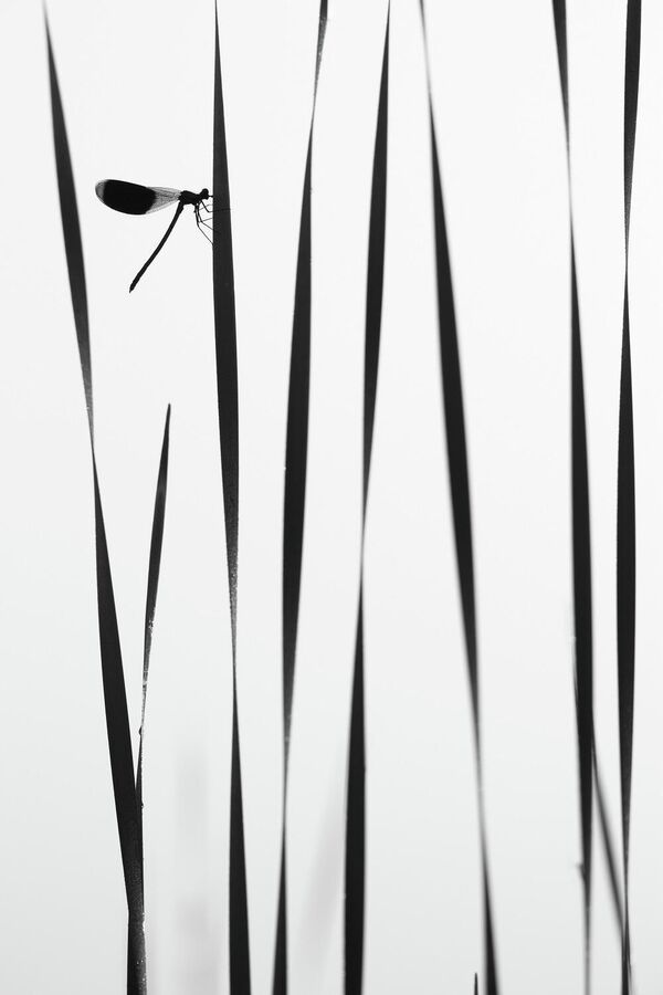 Bức ảnh «Chuồn chuồn nước ban mai» của nhiếp ảnh gia Andrei Kuznetsov giành giải ở hạng mục «Macro photography” (Chụp cận cảnh) trong cuộc thi «Thiên nhiên hoang dã của nước Nga» do National Geographic phát động. - Sputnik Việt Nam