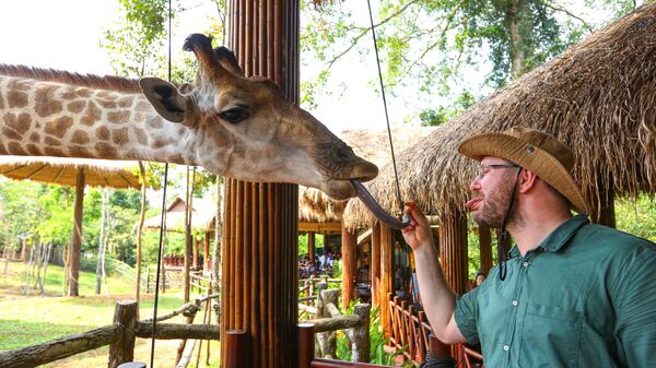 Du khách cho hươu cao cổ ăn tại công viên VinPearl Safari trên đảo Phú Quốc, Việt Nam  - Sputnik Việt Nam