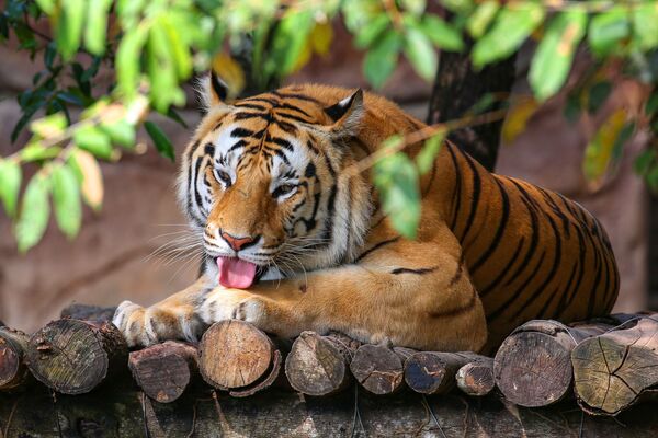 Con hổ tại công viên VinPearl Safari trên đảo Phú Quốc, Việt Nam - Sputnik Việt Nam