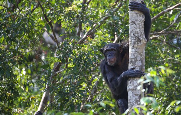 Tinh tinh Bonobo ngồi trên cây trong công viên Safari VinPearl trên đảo Phú Quốc, Việt Nam - Sputnik Việt Nam