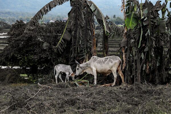 Những con bò trong bụi tro núi lửa Taal phun trào ở Philippines - Sputnik Việt Nam