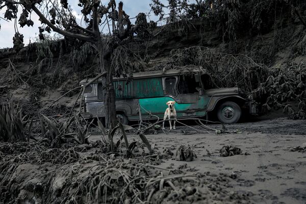 Con chó trong khu vực phủ đầy tro bụi sau khi núi lửa Taal phun trào ở Philippines - Sputnik Việt Nam