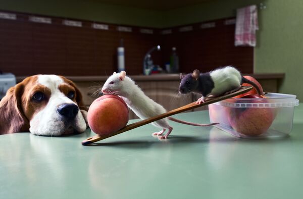 Chó theo dõi chuột trộm trái cây trong bếp - Sputnik Việt Nam