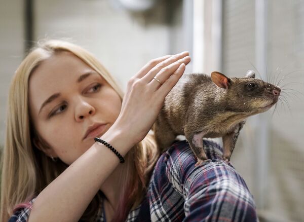 Vợ của nhà động vật học Evgeny Rybaltovsky - bà Marina với con chuột khổng lồ Gambi ở thành phố Vsevolozhsk, LB Nga - Sputnik Việt Nam