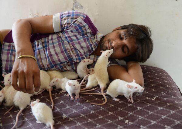 Người Ấn Độ có nghệ danh là Ratman với 50 con chuột cưng  - Sputnik Việt Nam