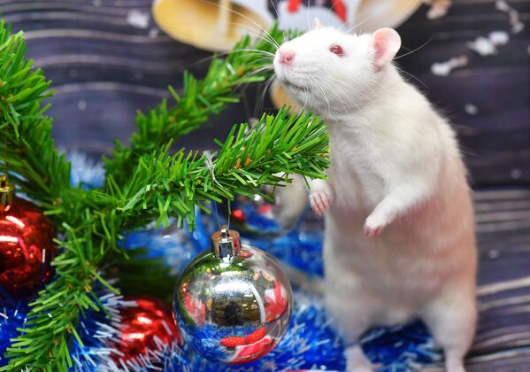 Con chuột Pukhlyash (Béo) bên cây thông Giáng sinh trong cửa hàng thú cưng ở Moskva - Sputnik Việt Nam