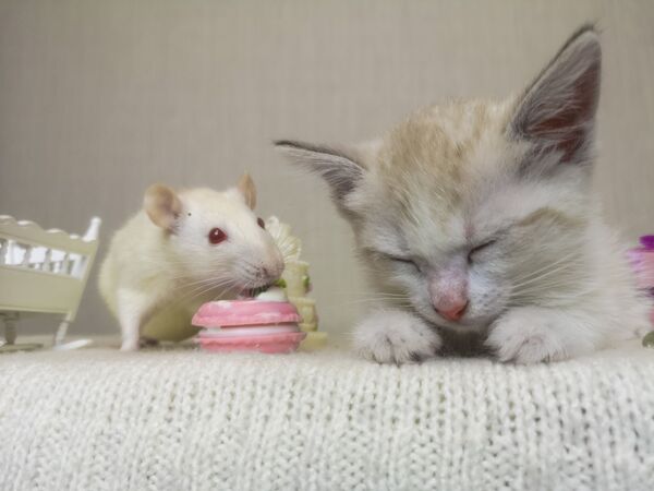 Mèo và chuột - Sputnik Việt Nam