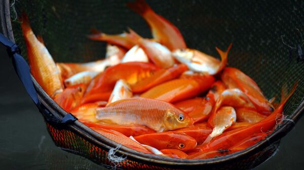 Người dân làng Thuỷ Trầm, xã Tuy Lộc, huyện Cẩm Khê, Phú Thọ thu hoạch cá chép đỏ để bán vào dịp 23 tháng Chạp. - Sputnik Việt Nam